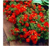 GrowOn Shrubs Potentilla Fruticosa 'red Robin' Deciduous Garden Shrub (9Cm Pot)