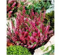 GrowOn Shrubs Scottish Heather Calluna Vulgaris 'allegro' Evergreen Garden Shrub (9Cm Pot)