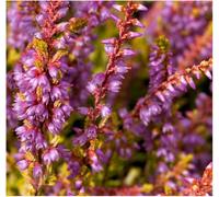 GrowOn Shrubs Scottish Heather Calluna Vulgaris 'boskoop' Evergreen Garden Shrub (9Cm Pot)
