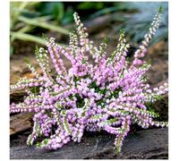 GrowOn Shrubs Scottish Heather Calluna Vulgaris 'county Wicklow' Evergreen Garden Shrub (9Cm Pot)