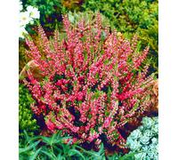 GrowOn Shrubs Scottish Heather Calluna Vulgaris 'dark Star' Evergreen Garden Shrub (9Cm Pot)