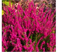 GrowOn Shrubs Scottish Heather Calluna Vulgaris 'darkness' Evergreen Garden Shrub (9Cm Pot)