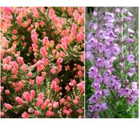 GrowOn Shrubs Scottish Heather Calluna Vulgaris 'kerstin' Evergreen Garden Shrub (9Cm Pot)