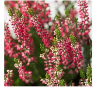 GrowOn Shrubs Scottish Heather Calluna Vulgaris 'perestrojka' Evergreen Garden Shrub (9Cm Pot)