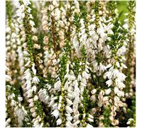 GrowOn Shrubs Scottish Heather Calluna Vulgaris 'spring Cream' Evergreen Garden Shrub (9Cm Pot)