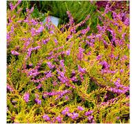 GrowOn Shrubs Scottish Heather Calluna Vulgaris 'sunrise' Evergreen Garden Shrub (9Cm Pot)