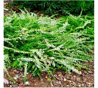 GrowOn Shrubs Scottish Heather Calluna Vulgaris 'white Lawn' Evergreen Garden Shrub (9Cm Pot)