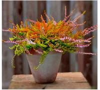 GrowOn Shrubs Scottish Heather Calluna Vulgaris 'wickwar Flame' Evergreen Garden Shrub (9Cm Pot)