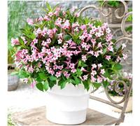GrowOn Shrubs Weigela Florida 'pink Poppet' Deciduous Garden Shrub (9Cm Pot)