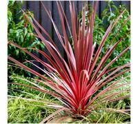 GrowOn Shrubs (X2) Cordyline 'charlie Boy' Palm Tree Evergreen Garden Plants (9Cm Pots)