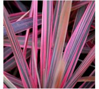 GrowOn Shrubs (X2) Cordyline 'southern Splendour' Palm Tree Evergreen Garden Plants (9Cm Pots)