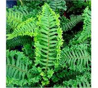 GrowOn Shrubs (X2) Dryopteris Crested Shield Fern 'cristata The King' Evergreen Garden Plants (9Cm Pots)