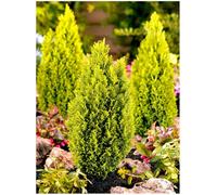 GrowOn Shrubs (X2) Dwarf Conifer Chamaecyparis Lawsoniana 'ellwoods Gold' Evergreen Garden Shrubs (9Cm Pots)