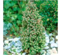 GrowOn Shrubs (X2) Dwarf Conifer Chamaecyparis Thyoides 'rubicon' Evergreen Garden Shrubs (9Cm Pots)