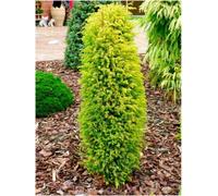 GrowOn Shrubs (X2) Dwarf Conifer Juniperus Communis 'gold Cone' (Suecica Auera) Evergreen Garden Shrubs (9Cm Pots)