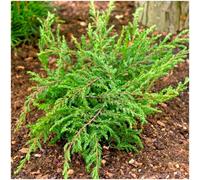 GrowOn Shrubs (X2) Dwarf Conifer Juniperus Communis 'repanda' Evergreen Garden Shrubs (9Cm Pots)