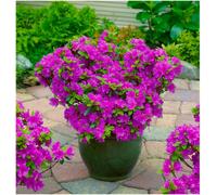 GrowOn Shrubs (X2) Dwarf Japanese Azalea Japonica 'geisha Lilac' Deciduous Garden Shrubs (9Cm Pots)