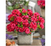 GrowOn Shrubs (X2) Dwarf Japanese Azalea Japonica 'mother's Day' Deciduous Garden Shrubs (9Cm Pots)
