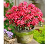 GrowOn Shrubs (X2) Dwarf Japanese Azalea Japonica 'silver Sword' Evergreen Garden Shrubs (9Cm Pots)