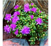 GrowOn Shrubs (X2) Dwarf Rhododendron Japonica 'drake's Mountain' Evergreen Garden Shrubs (9Cm Pots)