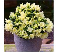 GrowOn Shrubs (X2) Dwarf Rhododendron Japonica 'patty Bee' Evergreen Garden Shrubs (9Cm Pots)