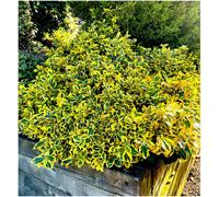 GrowOn Shrubs (X2) Euonymus Fortunei Spindle Bush 'emerald N Gold' Evergreen Garden Shrubs (9Cm Pots)
