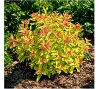 GrowOn Shrubs (X2) Japanese Spiraea Japonica 'goldflame' Deciduous Garden Shrubs (9Cm Pots)