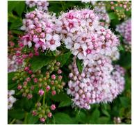 GrowOn Shrubs (X2) Japanese Spiraea Japonica 'little Princess' Deciduous Garden Shrubs (9Cm Pots)