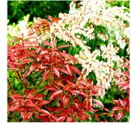 GrowOn Shrubs (X2) Pieris 'mountain Fire' Evergreen Garden Shrubs (9Cm Pots)