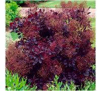 GrowOn Shrubs (X2) Smoke Tree Cotinus Coggygria 'royal Purple' Deciduous Garden Shrubs (9Cm Pots)