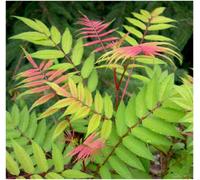 GrowOn Shrubs (X2) Sorbaria Sorbifolia 'sem' Deciduous Garden Shrubs (9Cm Pots)