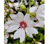 GrowOn Shrubs (X2) Tree Mallow Lavatera X Clementii 'mary Hope' Deciduous Garden Shrubs (9Cm Pots)