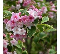 GrowOn Shrubs (X2) Weigela Florida 'kosteriana Variegata' Deciduous Garden Shrubs (9Cm Pots)
