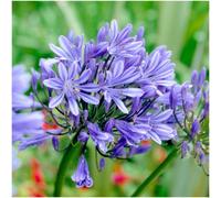 GrowOn Shrubs (X3) Agapanthus 'blue Storm' Evergreen Garden Perennials (9Cm Pots)