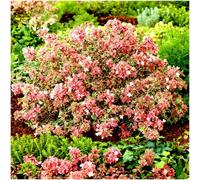 GrowOn Shrubs (X3) Dwarf Abelia Grandiflora 'magic Daydream' Evergreen Garden Shrubs (9Cm Pots)