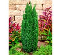 GrowOn Shrubs (X3) Dwarf Conifer Chamaecyparis Lawsoniana 'ellwoods Pillar' Evergreen Garden Shrubs (9Cm Pots)