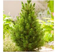 GrowOn Shrubs (X3) Dwarf Conifer Picea Glauca 'albertiana Conica' Evergreen Garden Shrub (9Cm Pots)