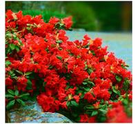 GrowOn Shrubs (X3) Dwarf Rhododendron Japonica 'scarlet Wonder' Evergreen Garden Shrubs (9Cm Pots)