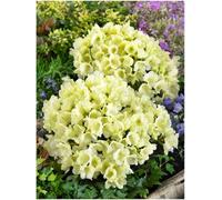 GrowOn Shrubs (X3) Dwarf Rhododendron Japonica 'wren' Evergreen Garden Shrubs (9Cm Pots)