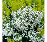 GrowOn Shrubs (X3) Heather Tree Heath Erica Arborea 'estrella Gold' Evergreen Garden Shrubs (9Cm Pots)