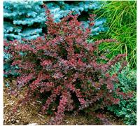 GrowOn Shrubs (X3) Japanese Barberry Berberis Thunbergii Harlequin Deciduous Garden Shrubs (9Cm Pots)