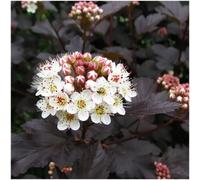 GrowOn Shrubs (X3) Ninebark Physocarpus Opulifolius 'midnight' Deciduous Garden Shrubs (9Cm Pots)