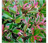 GrowOn Shrubs (X3) Photinia X Fraseri 'louise' Evergreen Garden Shrubs (9Cm Pots)