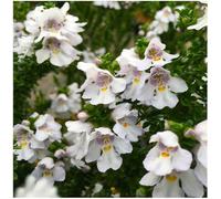 GrowOn Shrubs (X3) Prostranthera 'cuneata' Alpine Mint Evergreen Garden Shrubs (9Cm Pots)