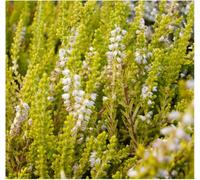 GrowOn Shrubs (X3) Scottish Heather Calluna Vulgaris 'gold Mist' Evergreen Garden Shrubs (9Cm Pots)