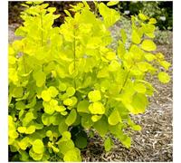 GrowOn Shrubs (X3) Smoke Tree Cotinus Coggygria 'golden Spirit' Deciduous Garden Shrubs (9Cm Pots)