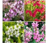 GrowOn Shrubs (X4) Bell Heather Erica Cinerea Collection Evergreen Garden Shrubs (9Cm Pots)