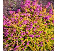 GrowOn Shrubs (X4) Bell Heather Erica Cinerea 'fiddler's Gold' Evergreen Garden Shrubs (9Cm Pots)