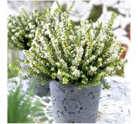 GrowOn Shrubs (X4) Heather Erica X Darleyensis 'white Glow' Evergreen Garden Shrubs (9Cm Pots)