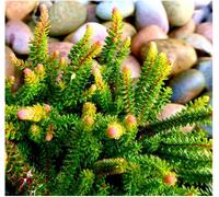 GrowOn Shrubs (X4) Heather Erica X Stuartii 'irish Orange' Evergreen Garden Shrubs (9Cm Pots)